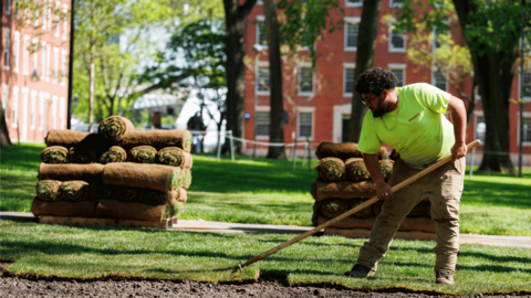 Landscaper with rake lays sod in Harvard Yard on a sunny spring day