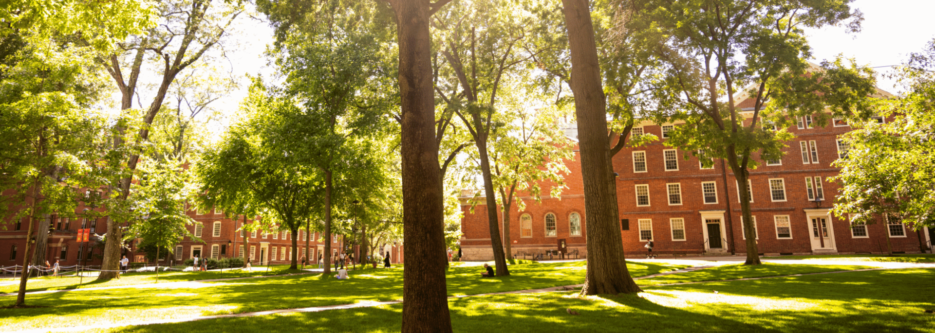 Harvard Yard's verdant lawns, stately elms, and weathered red brick aglow in warm sun.